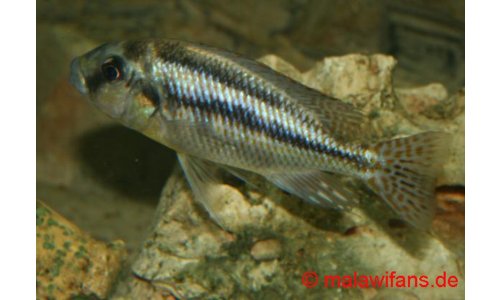 Cheilochromis euchilus